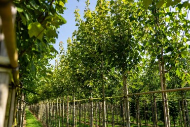 Acer rubrum 'Scanlon' haute-tige