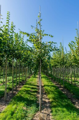 Acer rubrum 'Scanlon' haute-tige