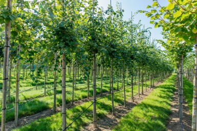 Acer rubrum 'Scanlon' haute-tige