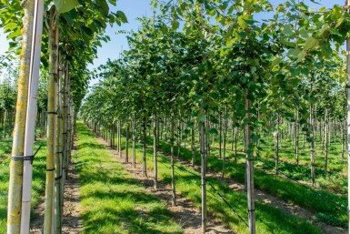 Acer rubrum 'Scanlon' haute-tige