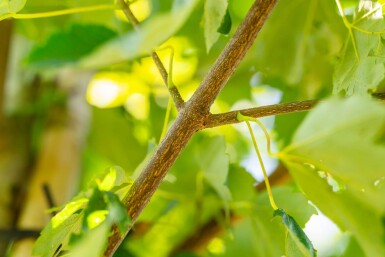 Acer rubrum 'Scanlon' haute-tige