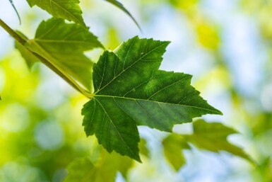 Acer rubrum 'Scanlon' haute-tige
