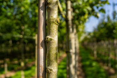 Acer rubrum 'Scanlon' haute-tige