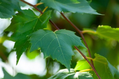 Acer rubrum 'Scanlon' haute-tige