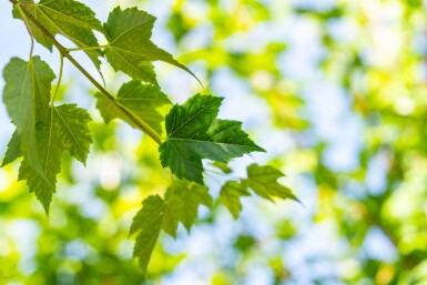 Acer rubrum 'Scanlon' haute-tige