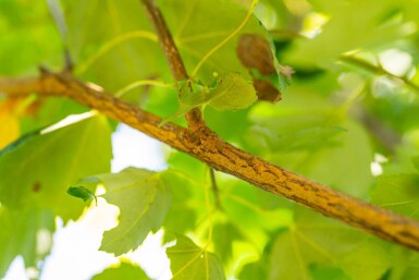 Acer rubrum 'Scanlon' haute-tige