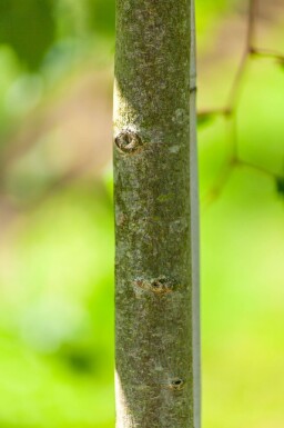 Acer rubrum 'Scanlon' haute-tige