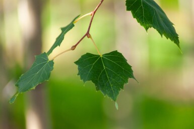 Acer rubrum 'Scanlon' haute-tige