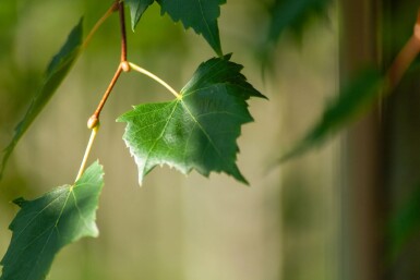Acer rubrum 'Scanlon' haute-tige