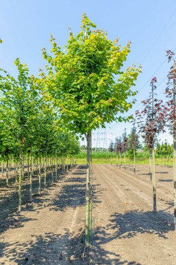 Acer rubrum 'Scanlon' haute-tige