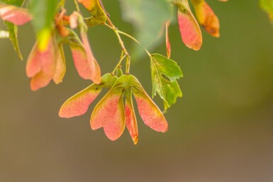 Acer rubrum 'Scanlon' haute-tige