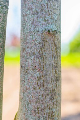 Acer rubrum 'Scanlon' haute-tige