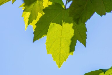 Acer rubrum 'Scanlon' haute-tige