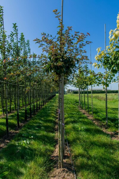 Acer rufinerve haute-tige