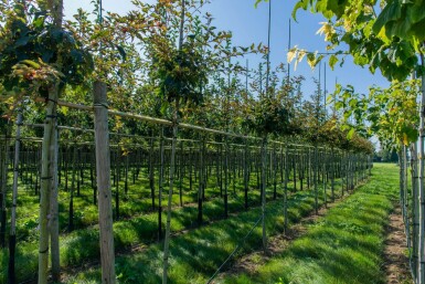 Acer rufinerve haute-tige