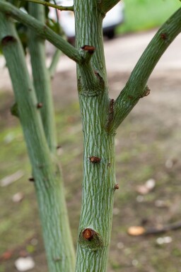 Acer rufinerve haute-tige