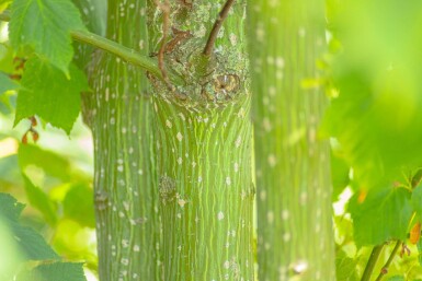 Acer rufinerve haute-tige