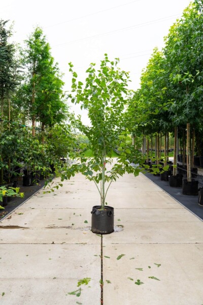 Acer rufinerve cépée