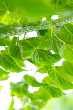 Acer rufinerve cépée