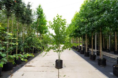 Acer rufinerve cépée