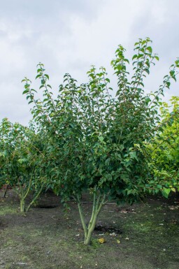 Acer rufinerve cépée