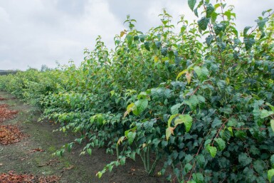 Acer rufinerve cépée