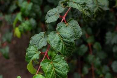 Acer rufinerve cépée