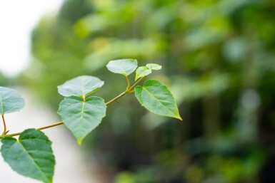 Acer rufinerve cépée