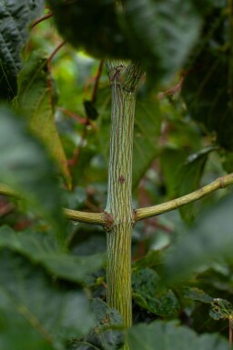 Acer rufinerve cépée