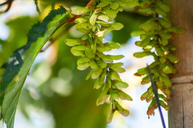 Acer rufinerve cépée