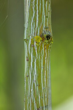 Acer rufinerve cépée