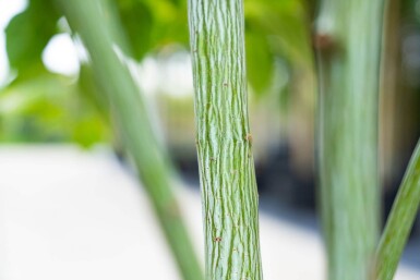 Acer rufinerve cépée