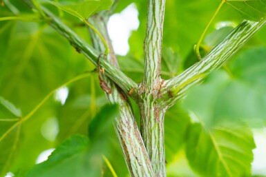 Acer rufinerve cépée