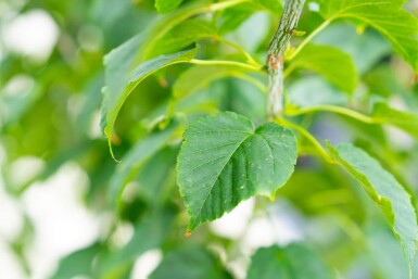 Acer rufinerve cépée