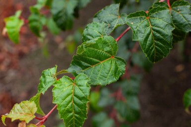 Acer rufinerve cépée