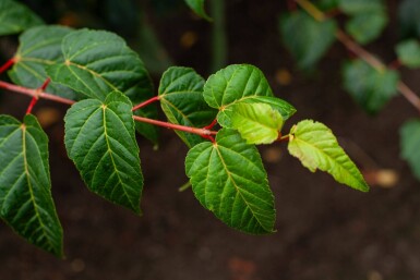 Acer rufinerve cépée