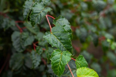Acer rufinerve cépée