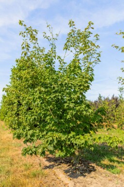 Acer rufinerve cépée