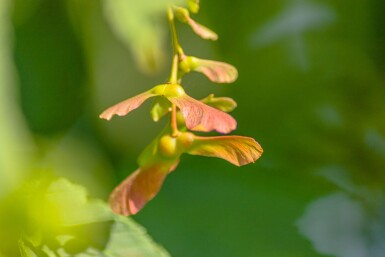 Acer rufinerve cépée