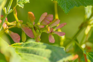 Acer rufinerve cépée