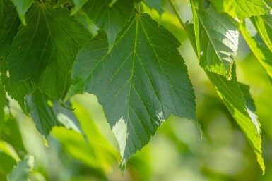 Acer rufinerve cépée