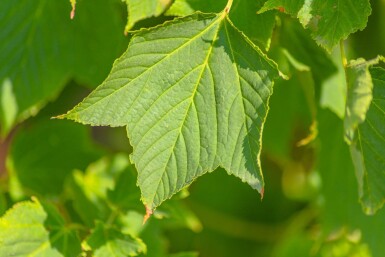 Acer rufinerve cépée