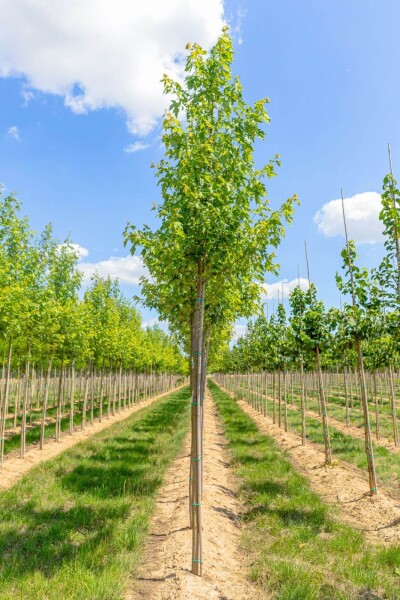 Acer saccharinum haute-tige