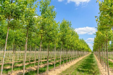 Acer saccharinum haute-tige