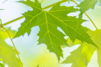 Acer saccharinum haute-tige