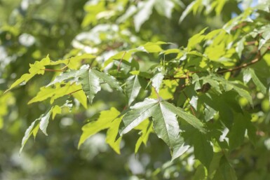 Acer saccharinum haute-tige