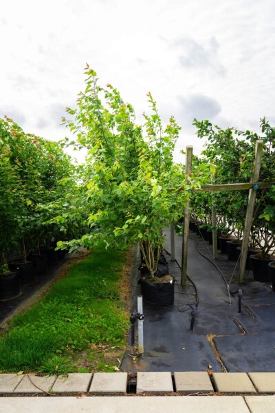 Acer saccharinum cépée