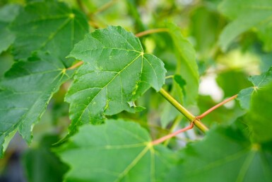 Acer saccharinum cépée