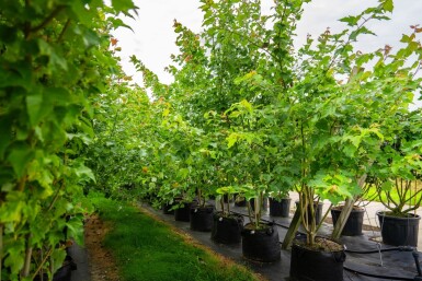 Acer saccharinum cépée