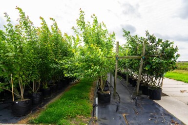 Acer saccharinum cépée